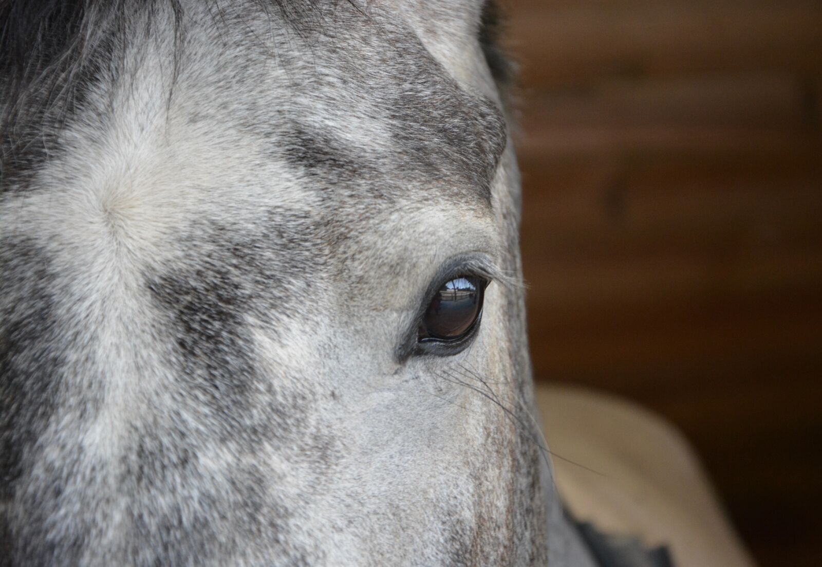 Nikon D5200 sample photo. Horse, eye, eye brown photography