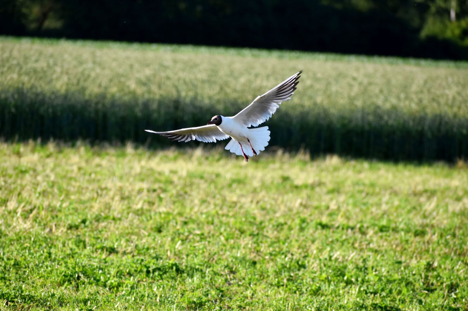 Nikon D3500 sample photo. Seagull, brown-headed gull, landing photography