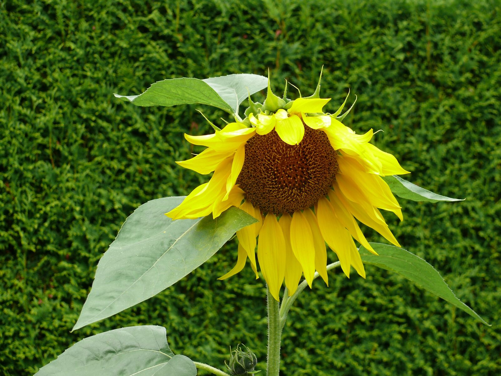 Panasonic DMC-FZ50 sample photo. Sunflower, blossom, bloom photography