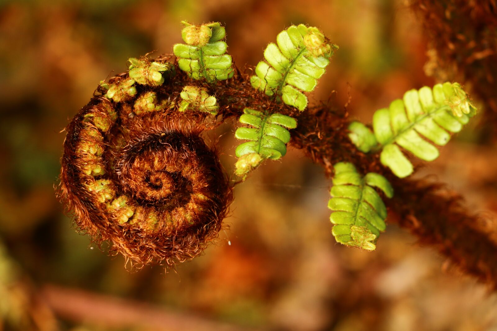 Canon EOS 70D sample photo. Ferns, plants, nature photography