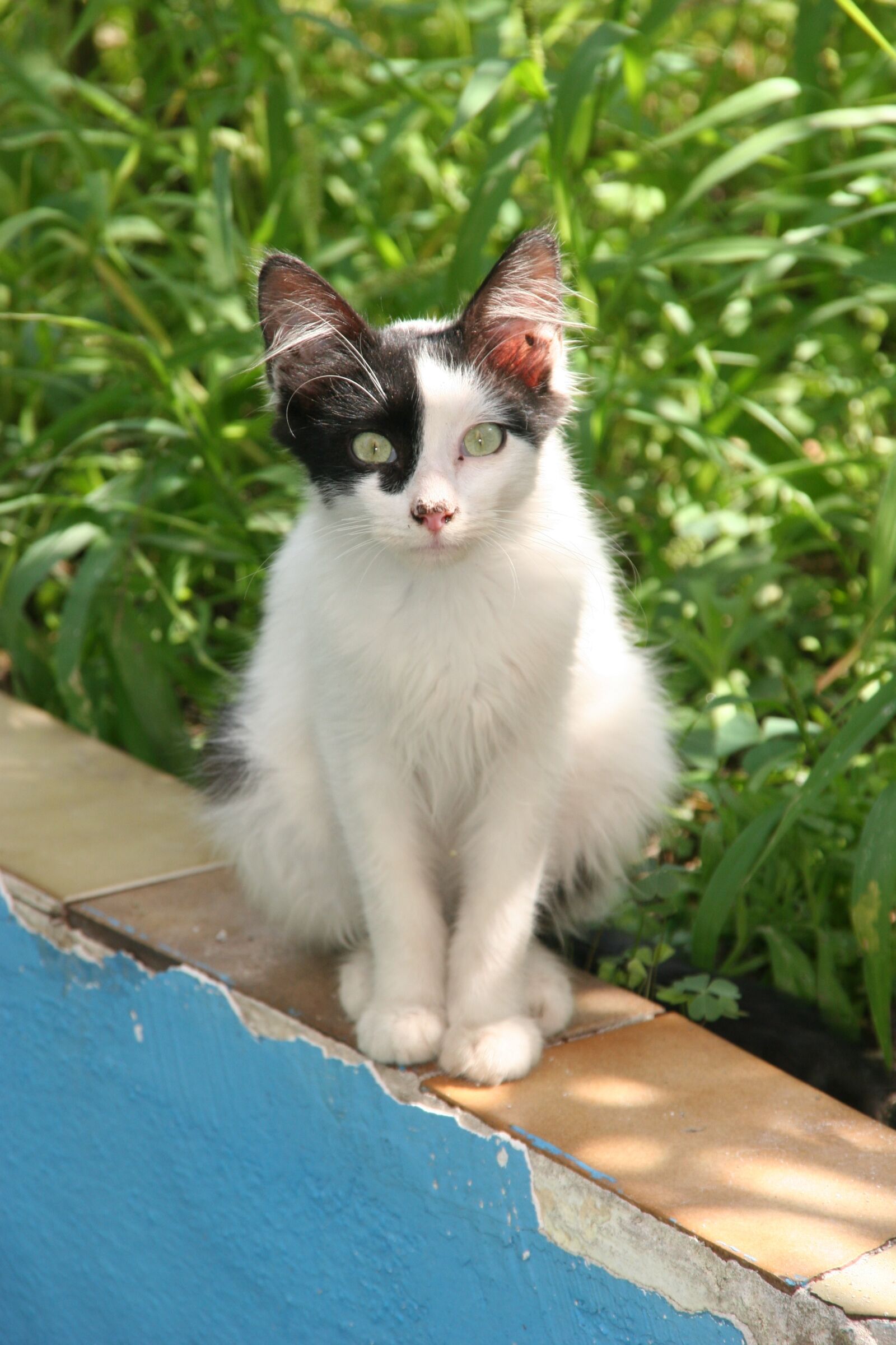Canon EOS 20D sample photo. Zizzillo, cat, animal photography