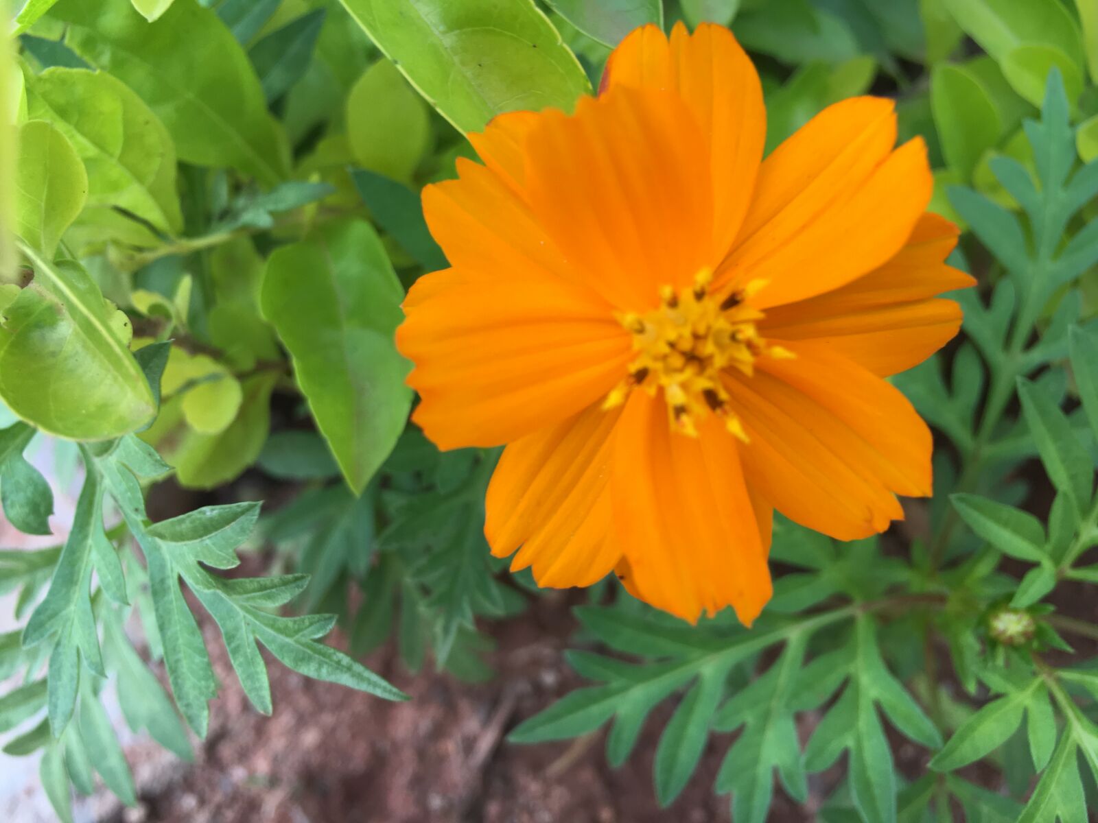 iPhone 6s back camera 4.15mm f/2.2 sample photo