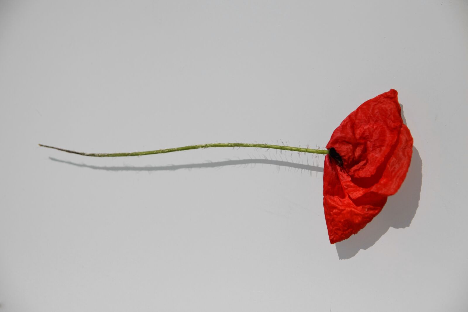 Canon EOS 50D sample photo. Poppy, red, art photography