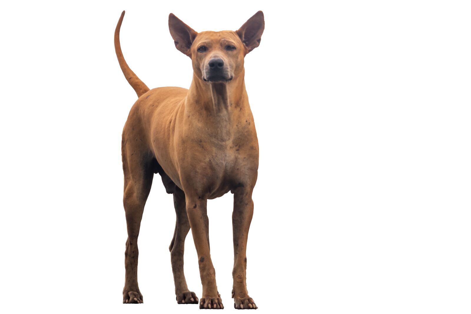 Canon EF-S 55-250mm F4-5.6 IS STM sample photo. Dog, animal, breed dog photography