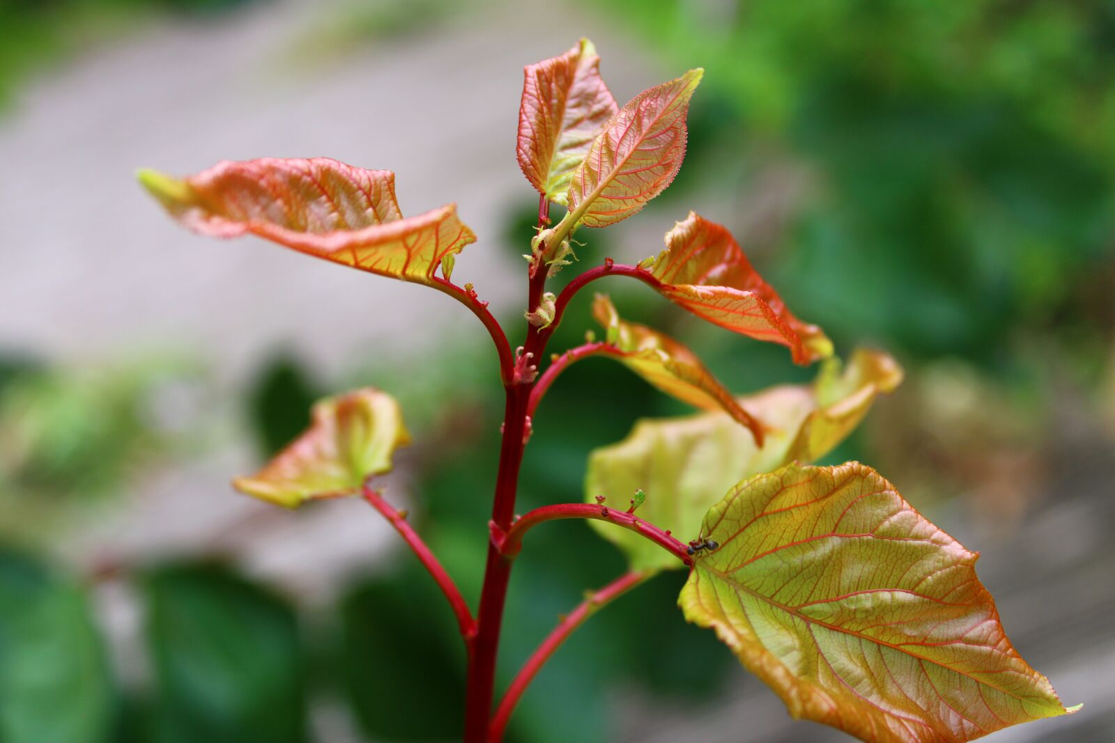 Canon EOS 2000D (EOS Rebel T7 / EOS Kiss X90 / EOS 1500D) sample photo. Branch, leaves, apricot photography