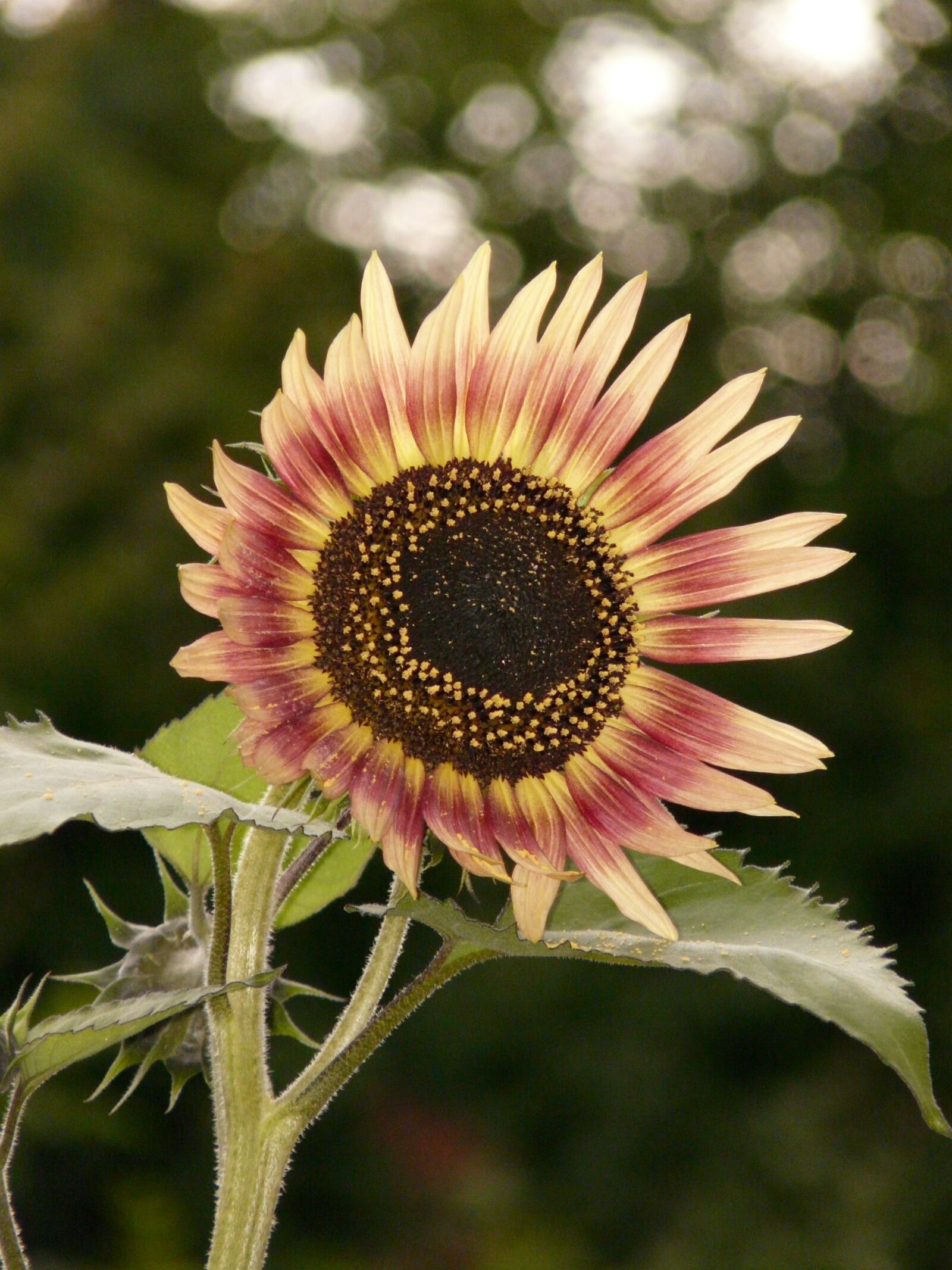 Panasonic DMC-FZ18 sample photo. Sunflower, flower, nature photography