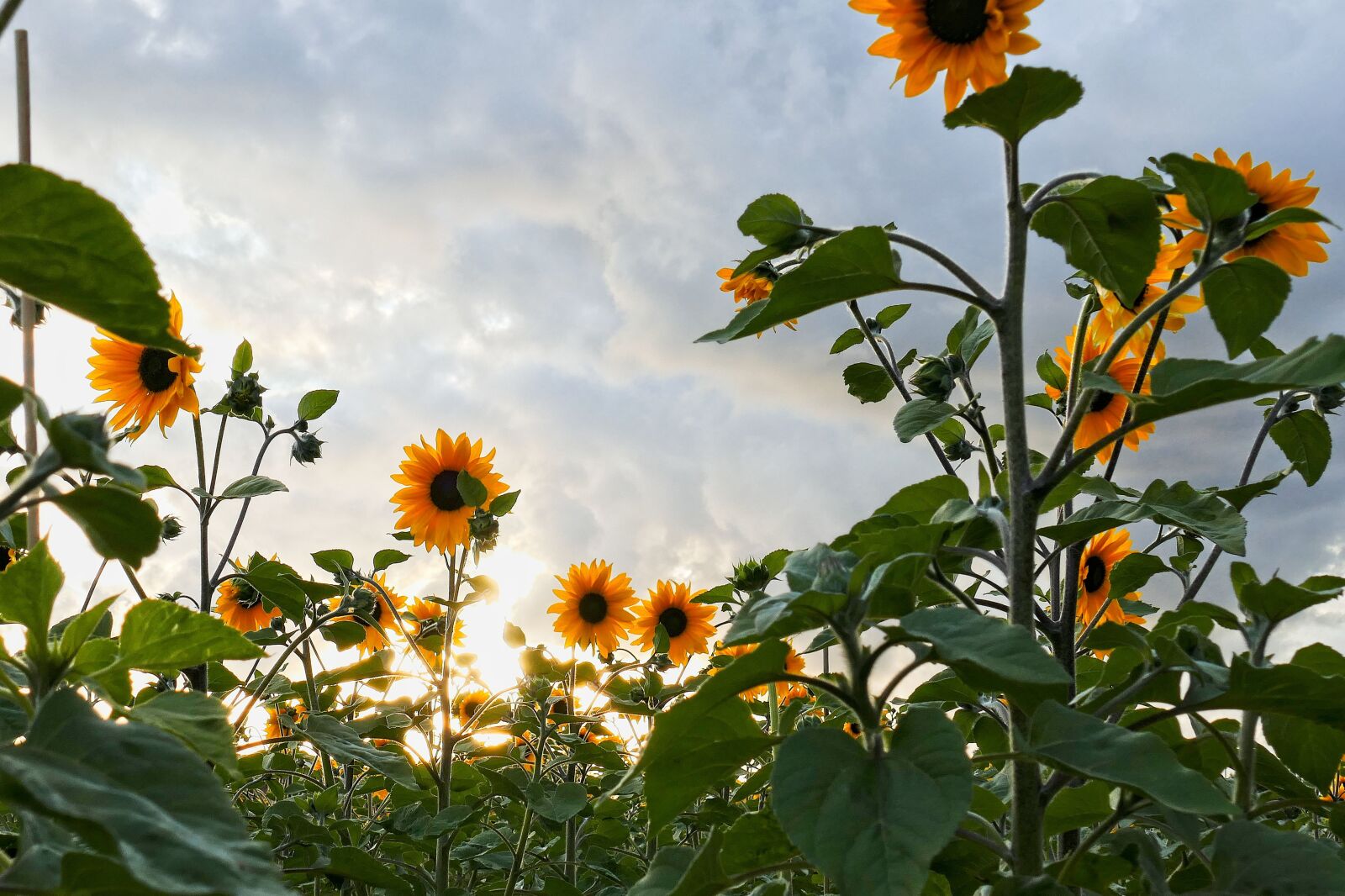 Panasonic Lumix DMC-FZ1000 sample photo. Sunflower, sunflowers, flowers photography