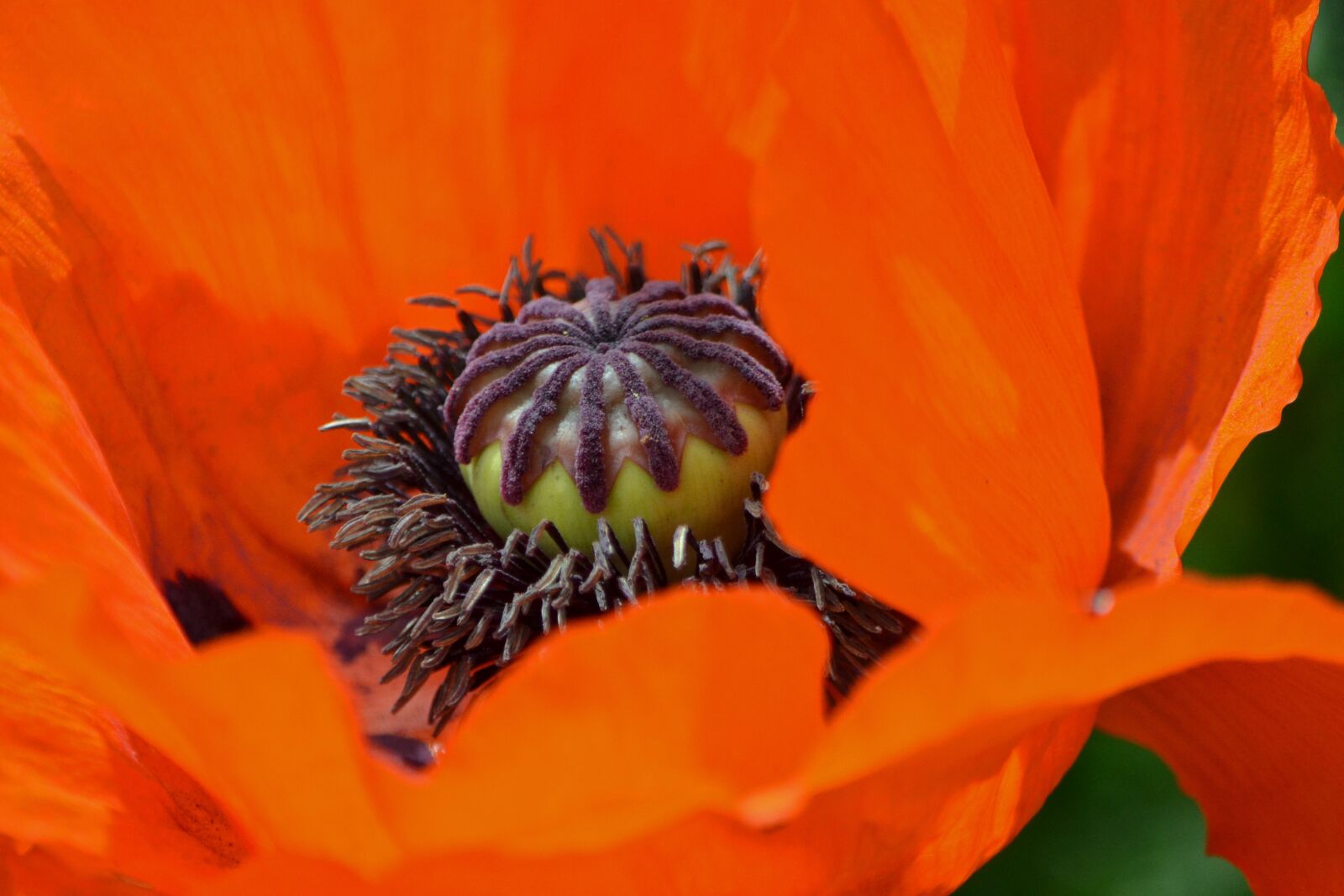 Nikon D3100 sample photo. Red poppy, big, large photography