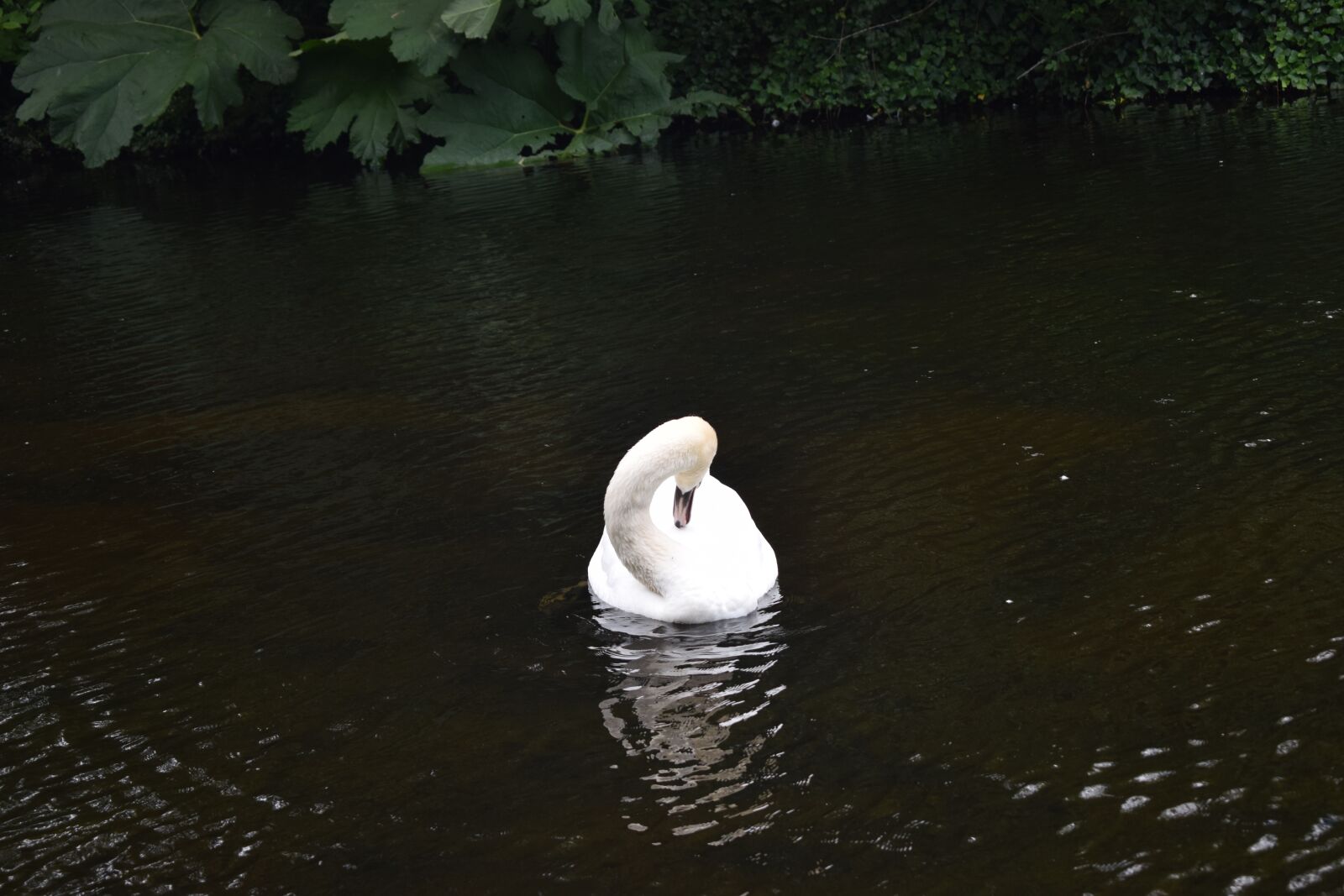 Nikon D3300 sample photo. Swan, bird, water photography