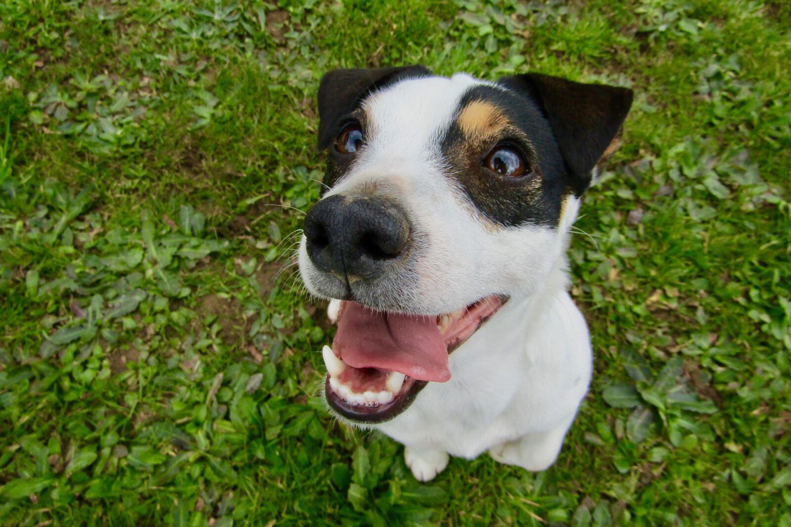 Canon PowerShot SX410 IS sample photo. Jack russel, dog, cute photography