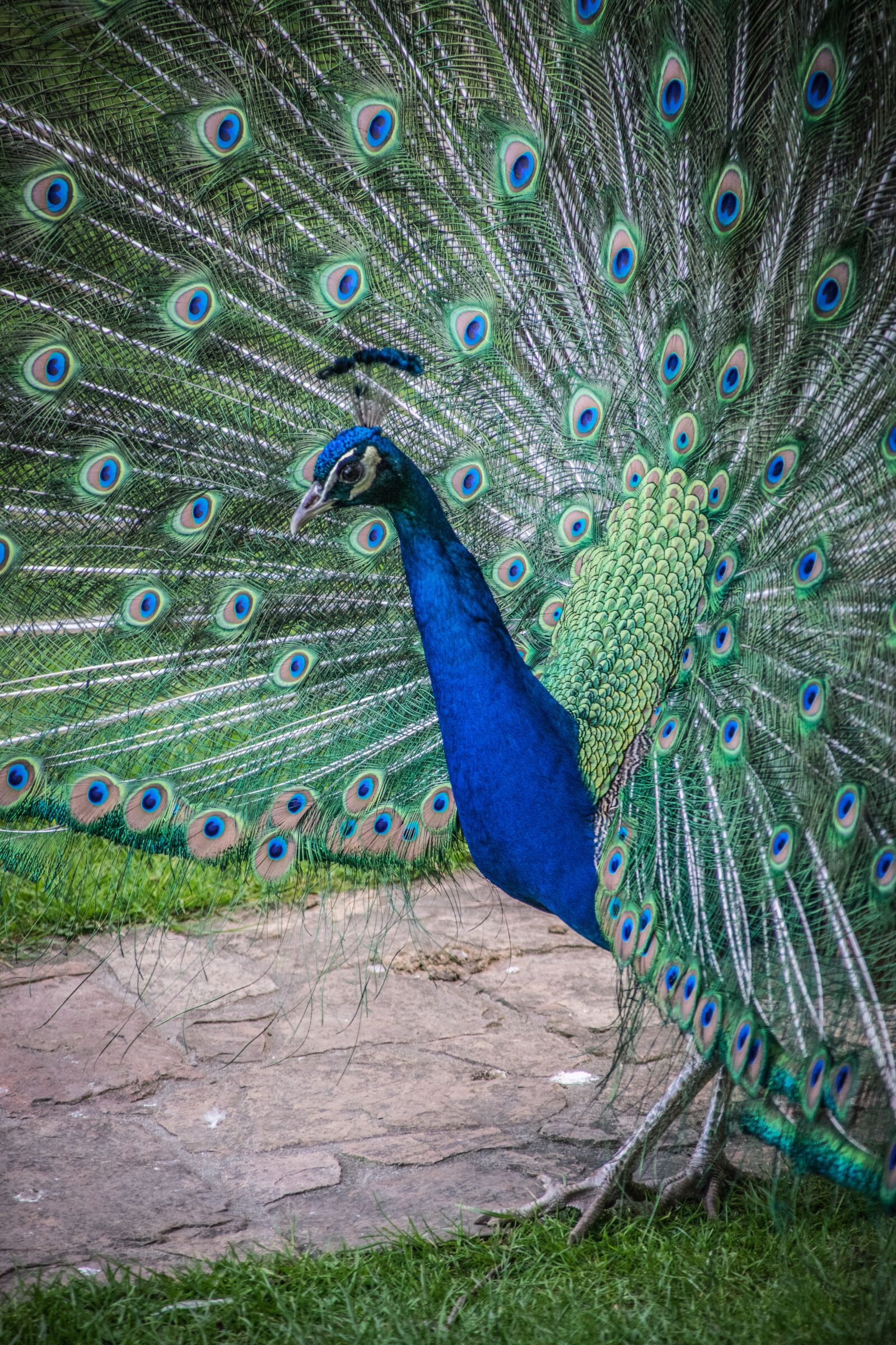Nikon D5300 sample photo. Peacock, beauty, bird photography