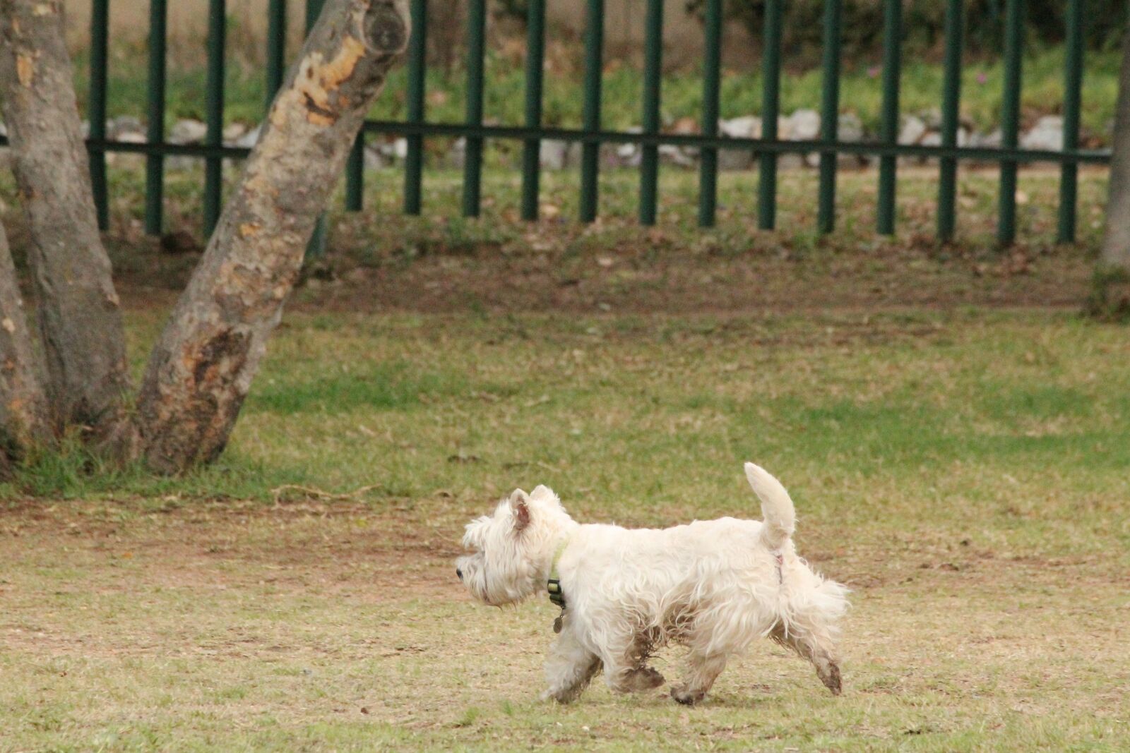 Canon EOS 1100D (EOS Rebel T3 / EOS Kiss X50) sample photo. Dog, scottish terrier, white photography