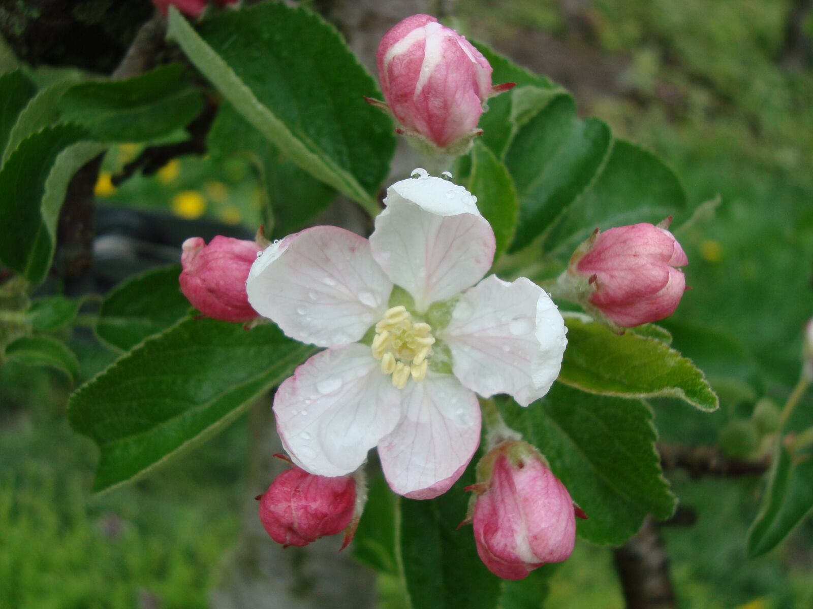 Sony Cyber-shot DSC-W120 sample photo. Blossom, bloom, pear photography