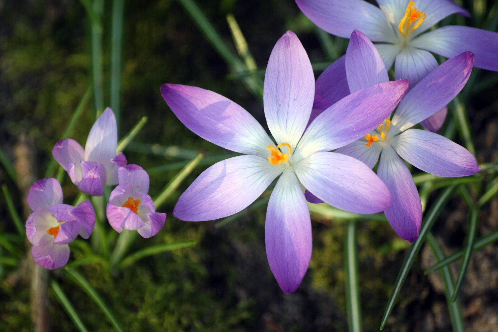 Canon EOS 1000D (EOS Digital Rebel XS / EOS Kiss F) sample photo. Crocus, flowers, early bloomer photography