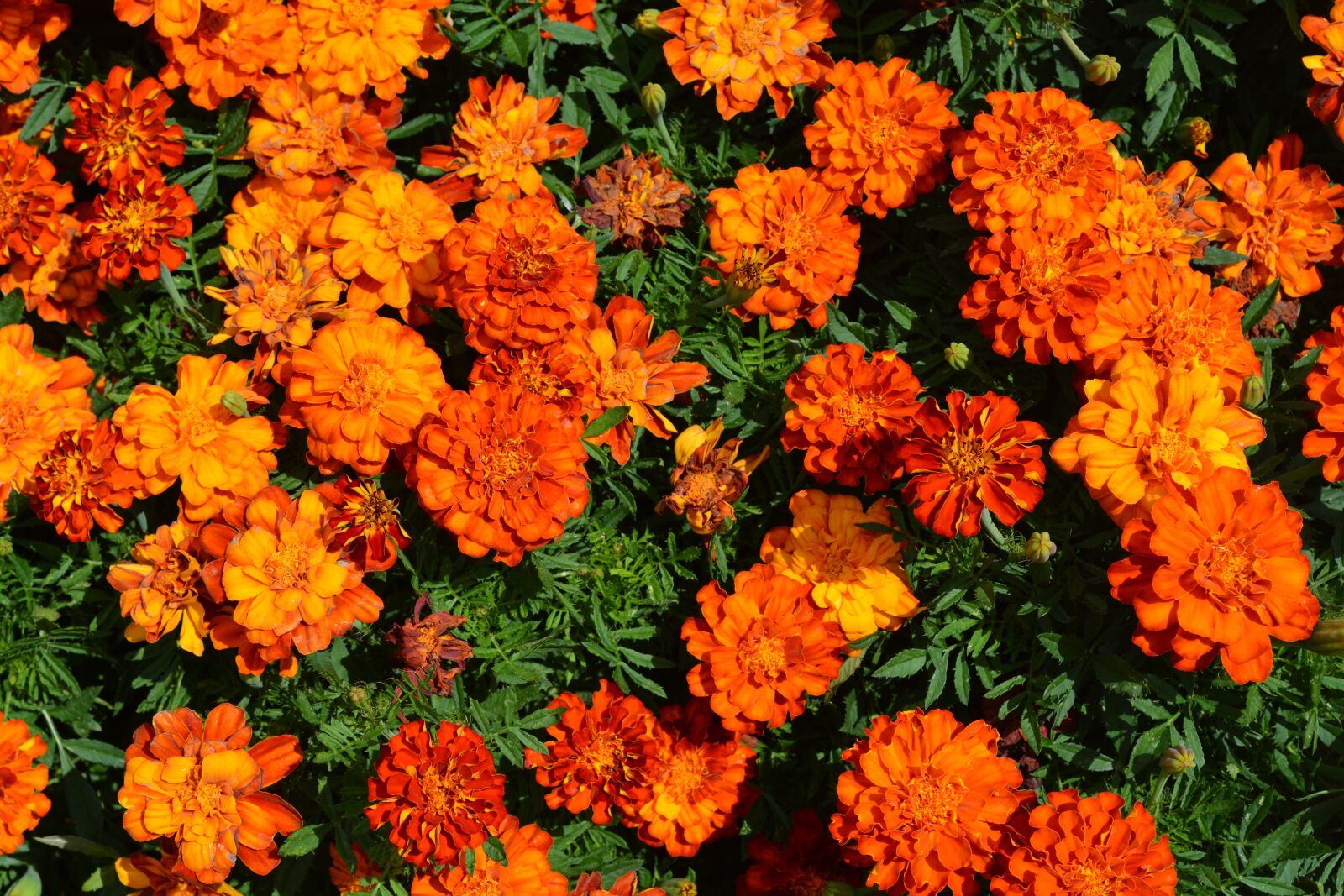 Nikon D5200 sample photo. Marigold, irange, flowerbed photography