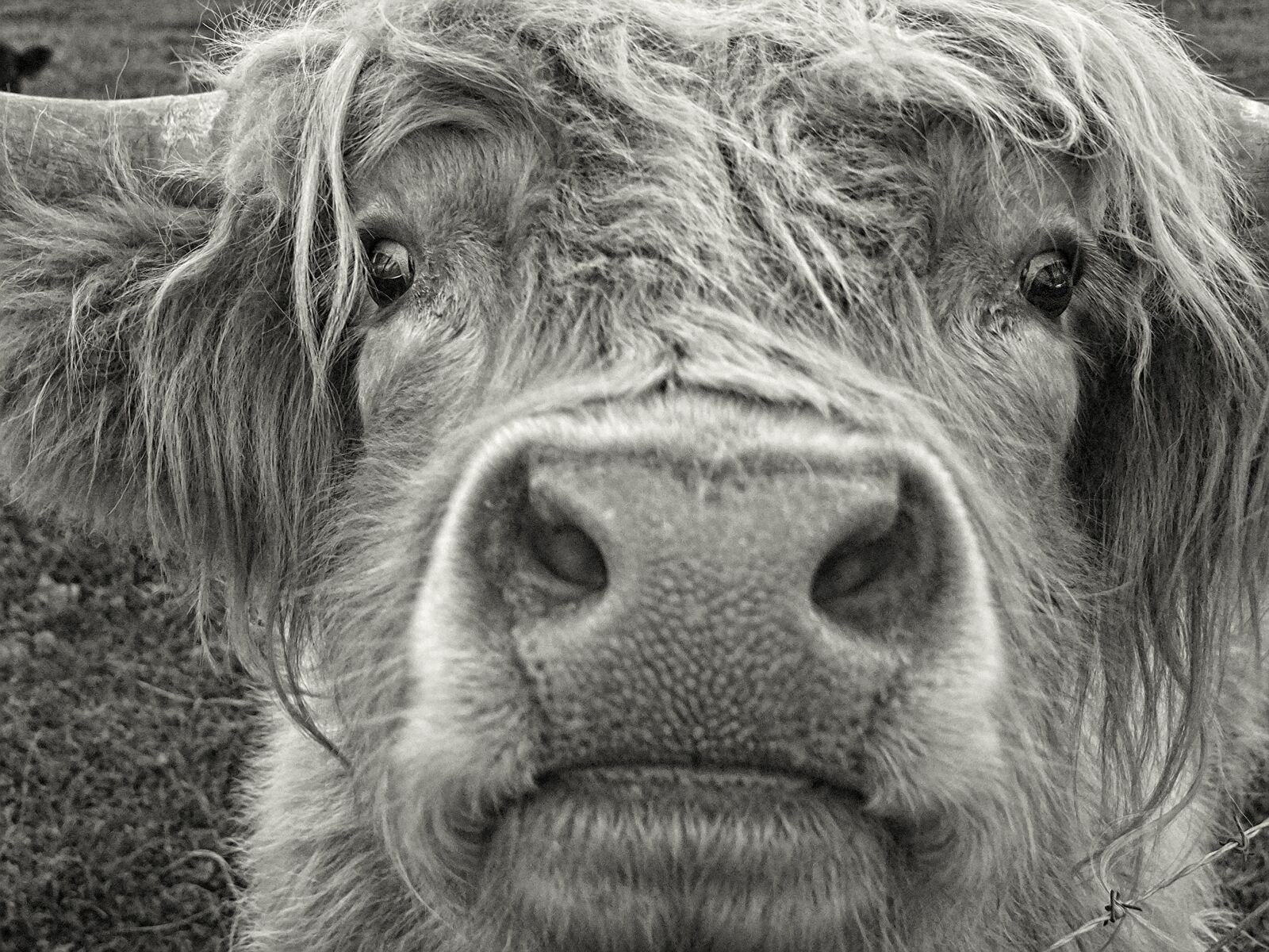 FujiFilm FinePix S200EXR (FinePix S205EXR) sample photo. Highland, cow, pasture photography