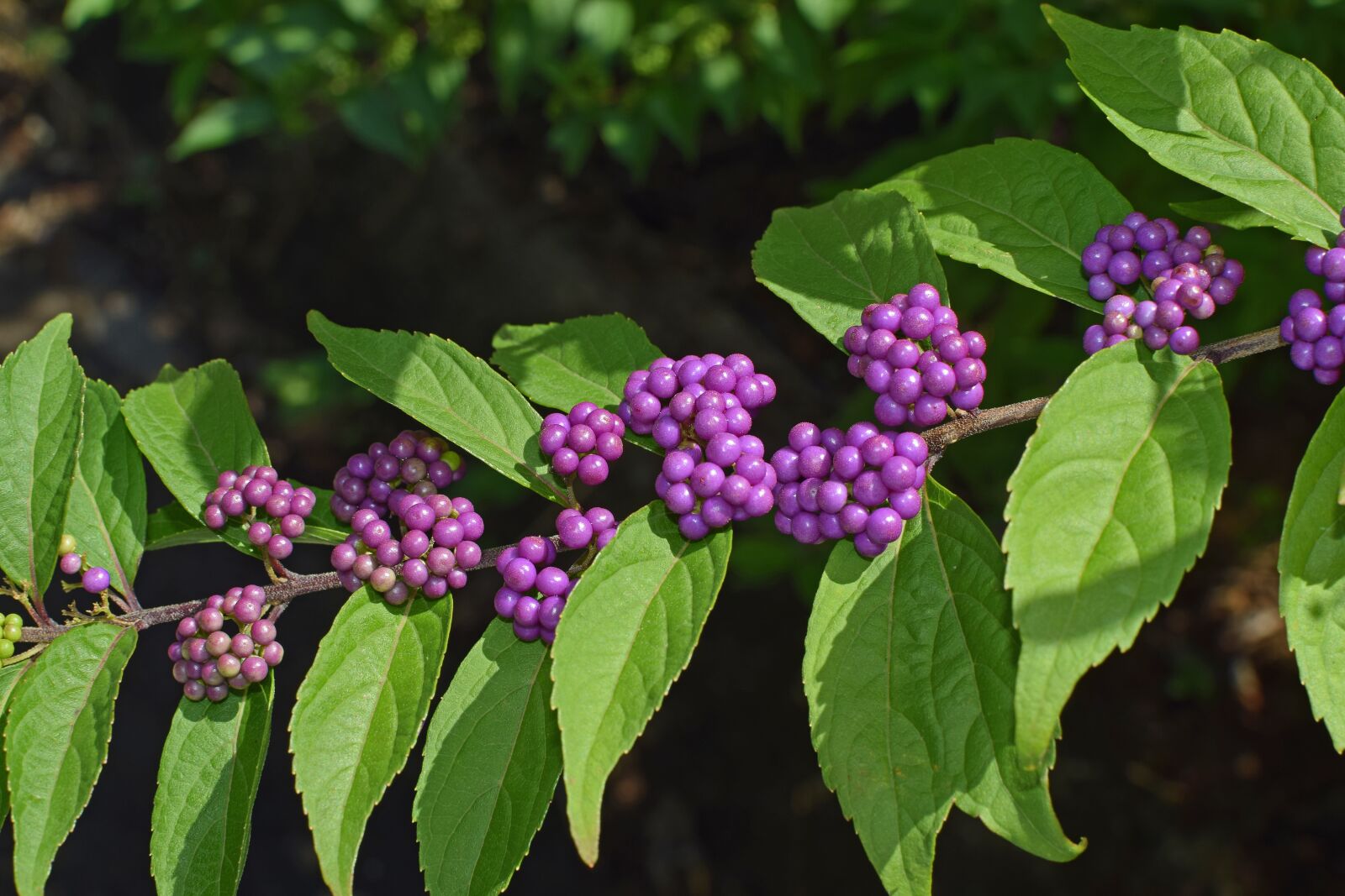 Nikon D3300 sample photo. Beauty berries, shrub, summer photography