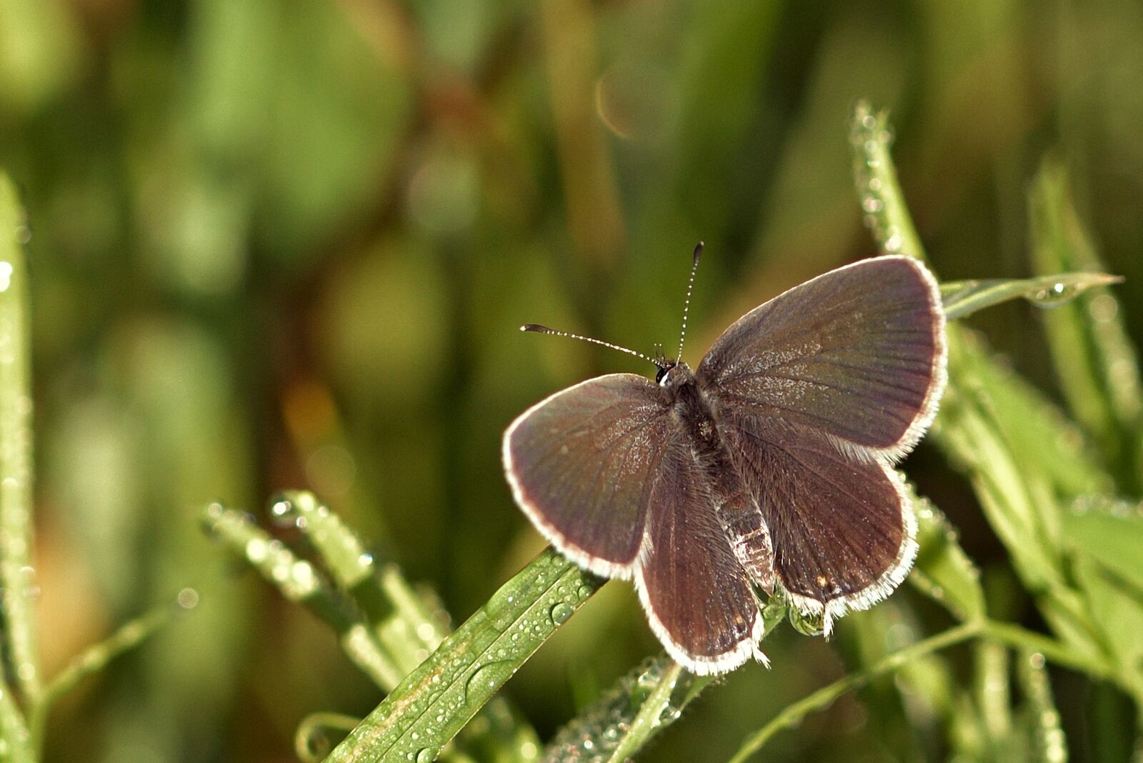 Nikon D5200 sample photo. Butterfly, common blue butterfly photography