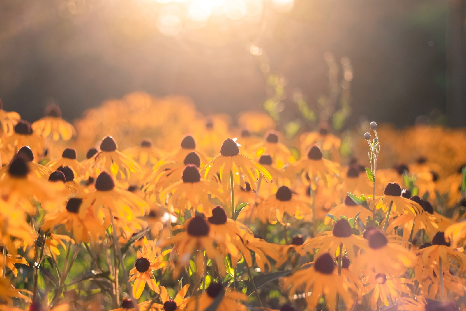 Canon EOS 1100D (EOS Rebel T3 / EOS Kiss X50) + Canon EF 50mm F1.8 II sample photo. Autumn, flower, silence photography
