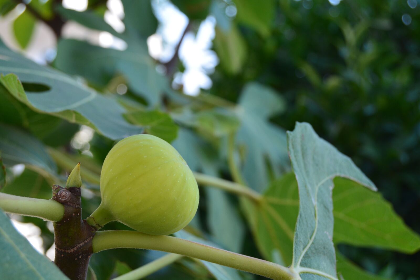 Nikon D5200 sample photo. Fruit, green, tree photography
