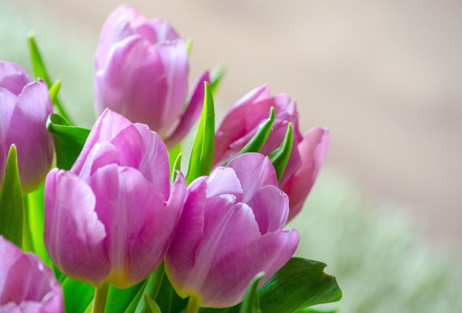 Nikon D5100 sample photo. Tulips, early bloomer, spring photography
