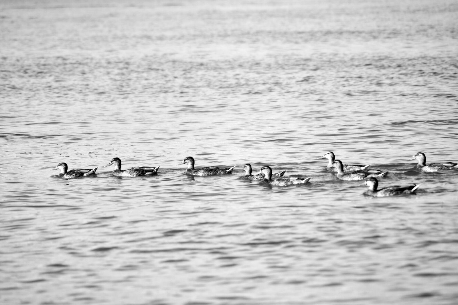 Nikon D3400 sample photo. Ducks, water, swimming photography