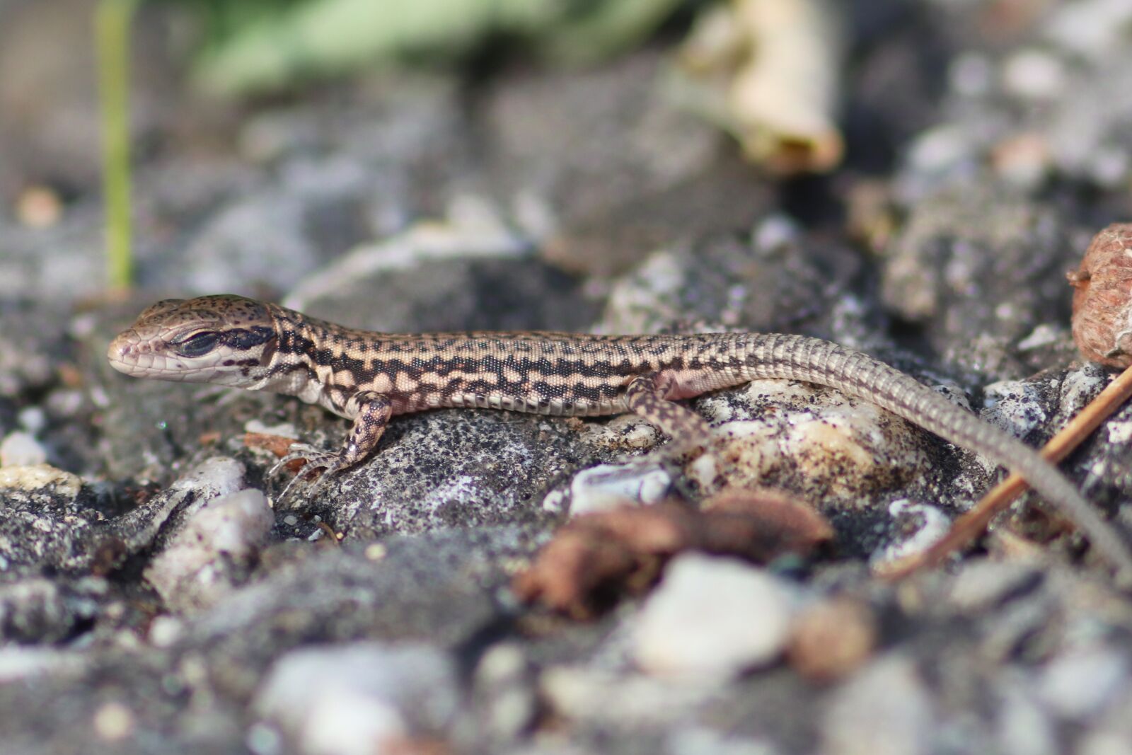 Canon EF 300mm F4L IS USM sample photo. Lizard, baby, reptile photography