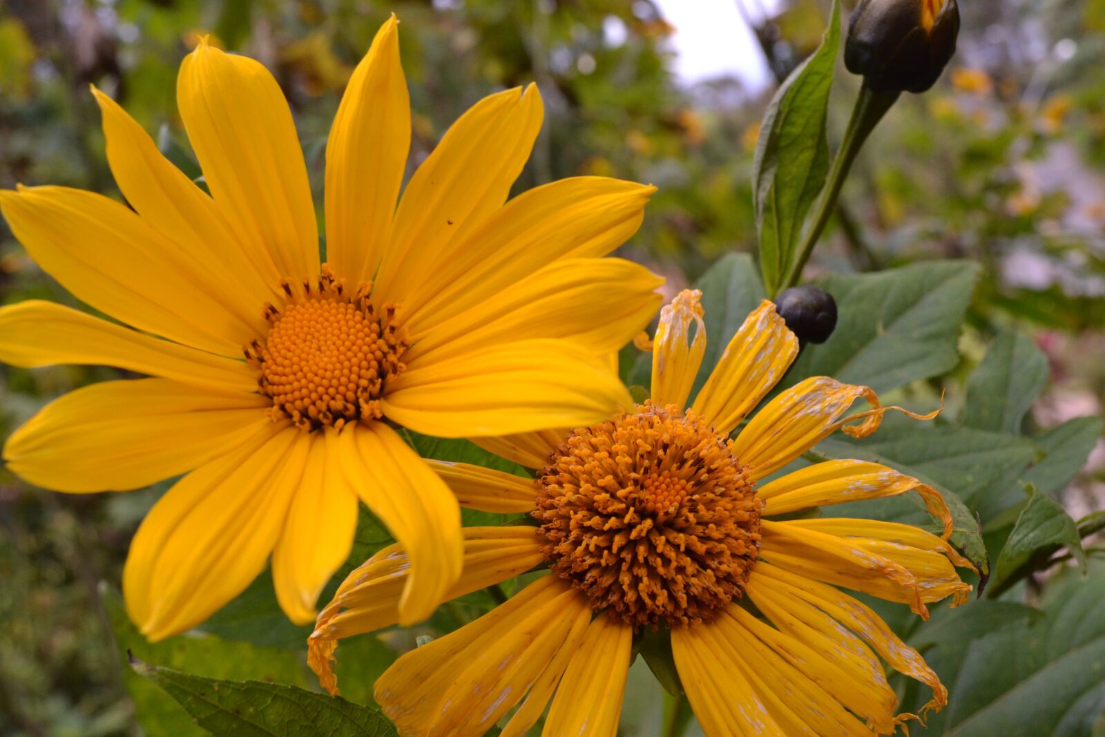 Nikon D3100 sample photo. Flower, yellow, garden photography