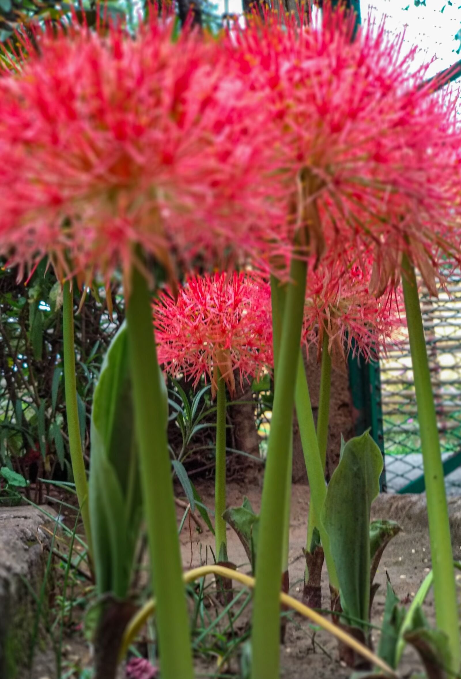 Xiaomi Mi A1 sample photo. Scadoxus multiflorus, blood lily photography