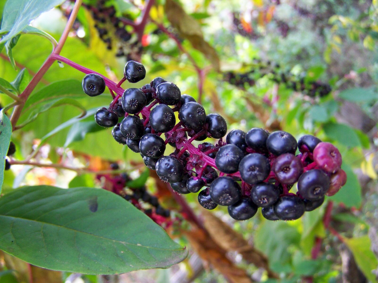 Kodak EASYSHARE ZD710 ZOOM DIGITAL CAMERA sample photo. Turkish grapes, autumn berries photography