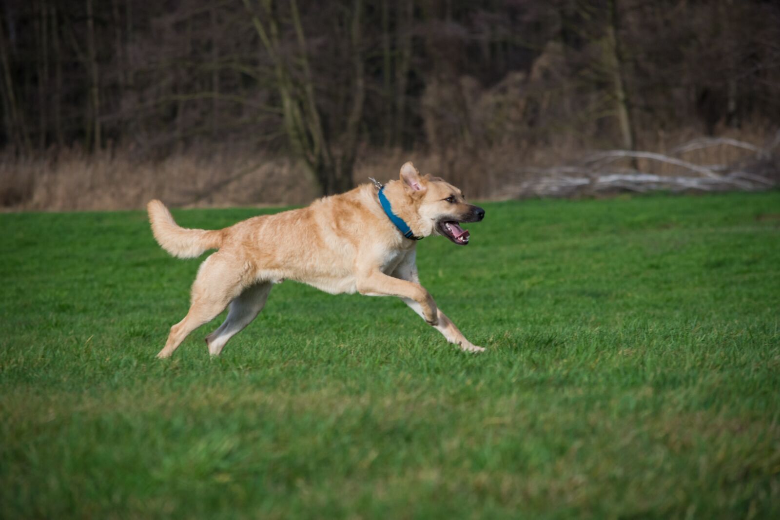 Nikon D7200 sample photo. Dog, grass, animal photography