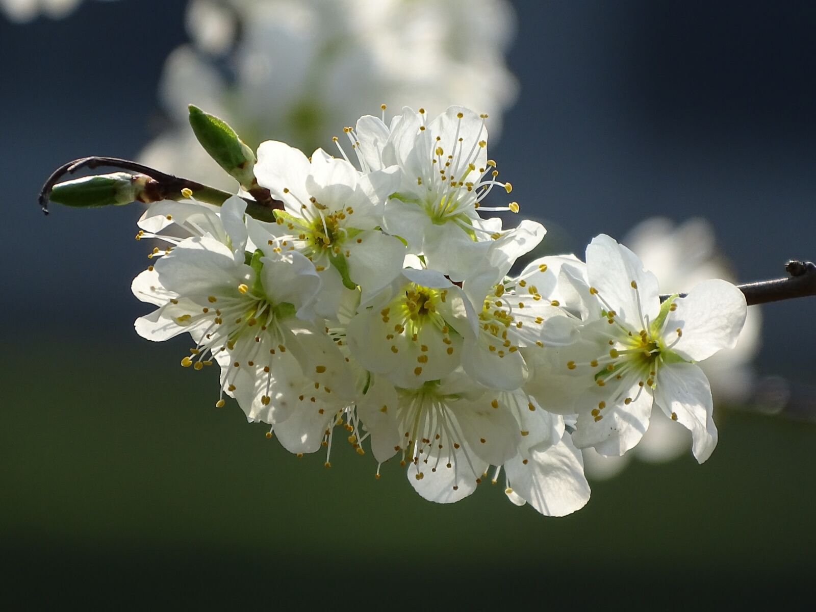 Sony Cyber-shot DSC-HX400V sample photo. Flowers, close up, nature photography