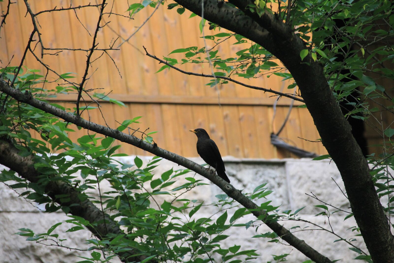 Canon EOS 60D sample photo. Bird, view, xihu photography