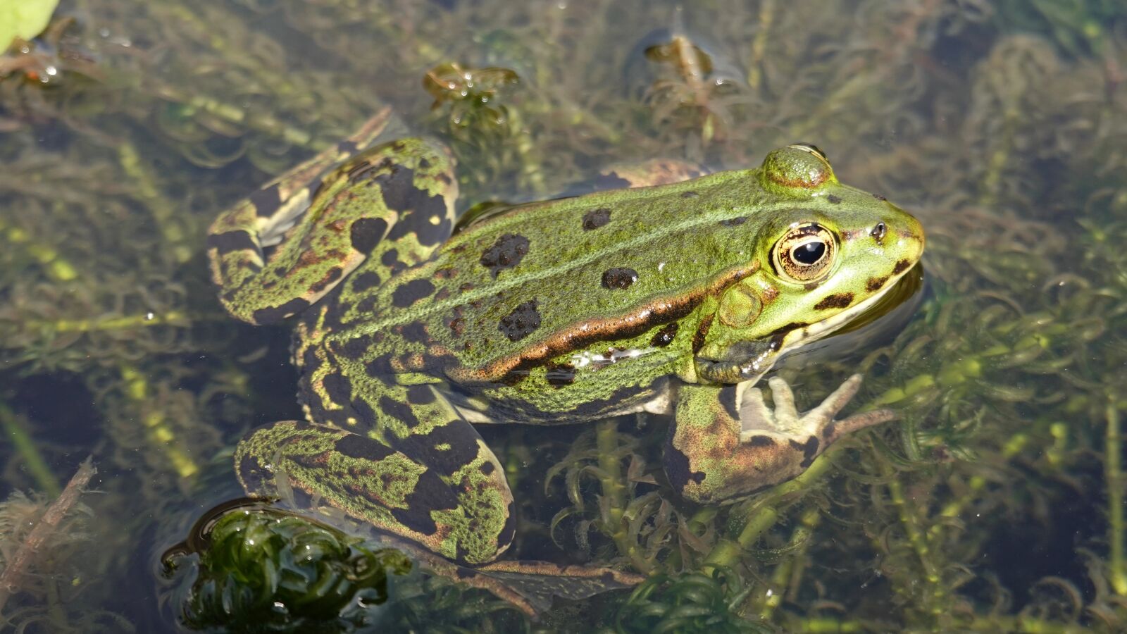 Sony Cyber-shot DSC-RX100 VI sample photo. Frog, amphibian, green photography