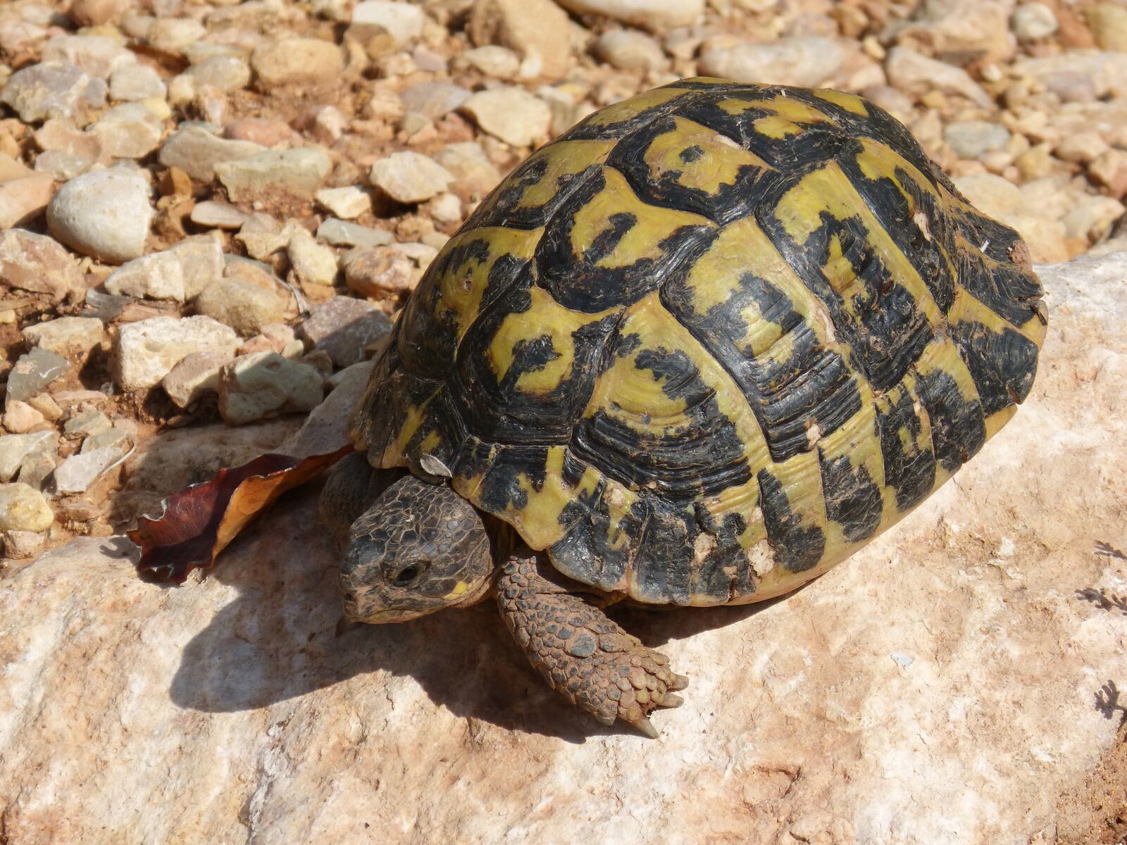 Panasonic DMC-FZ62 sample photo. Mediterranean tortoise, turtle, priorat photography