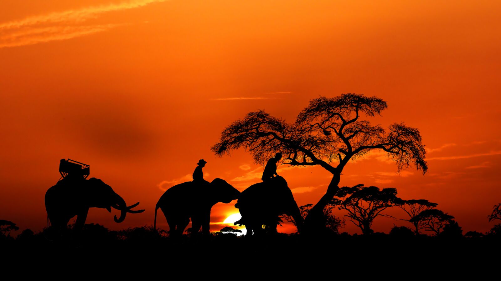 Panasonic Lumix DMC-FZ200 sample photo. Sunset, nature, elephants photography