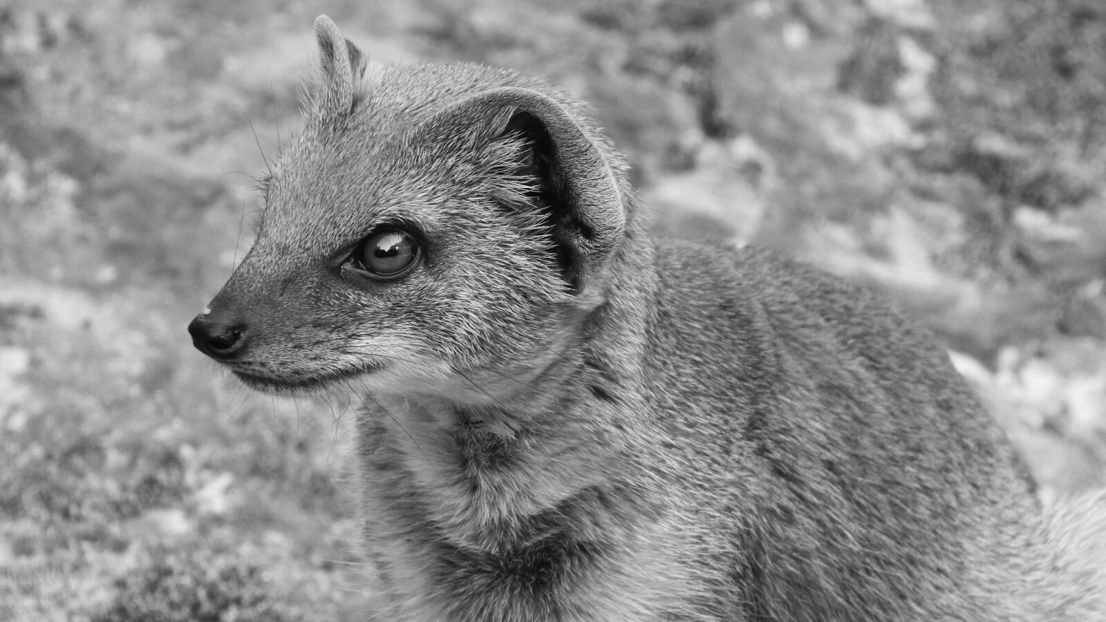 Nikon Coolpix P610 sample photo. Mongoose fox, african beast photography