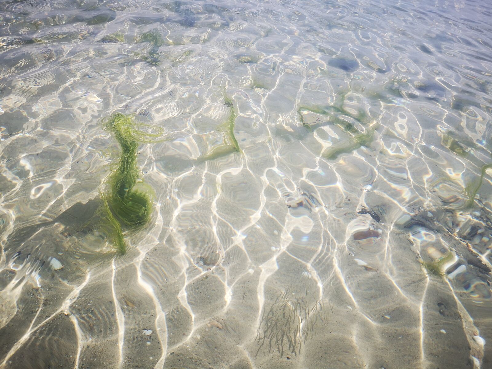 HUAWEI P20 sample photo. Water, algae, light photography