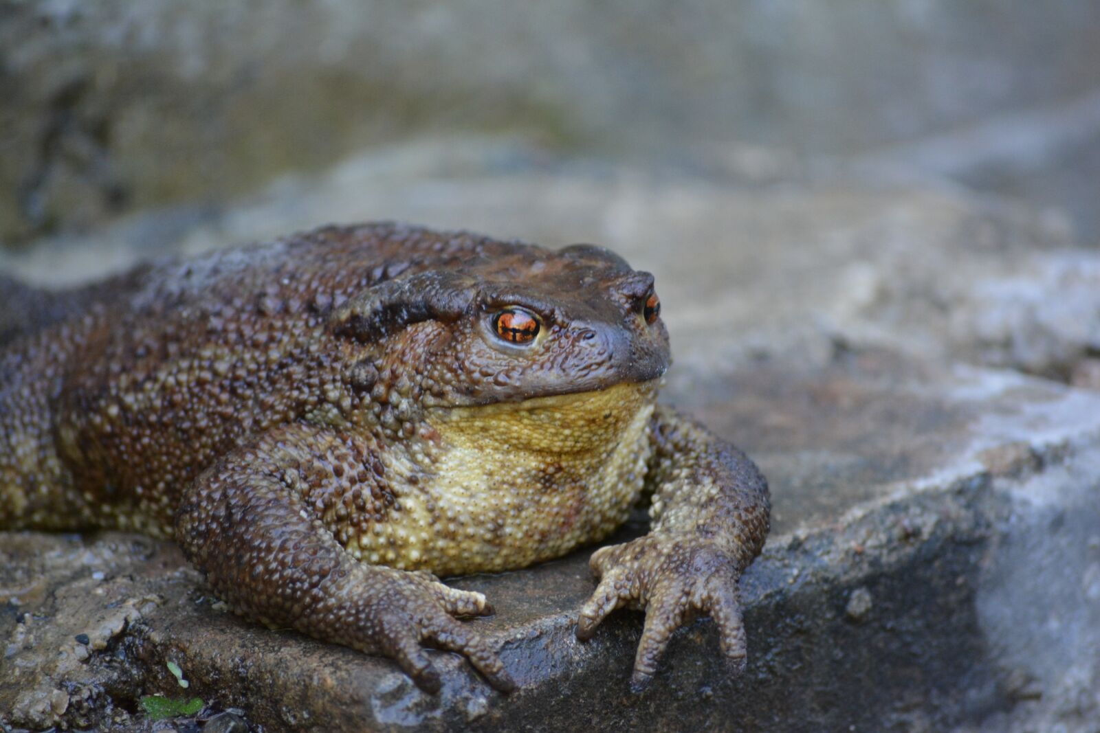 Nikon D5200 sample photo. Frog, spring, joy photography