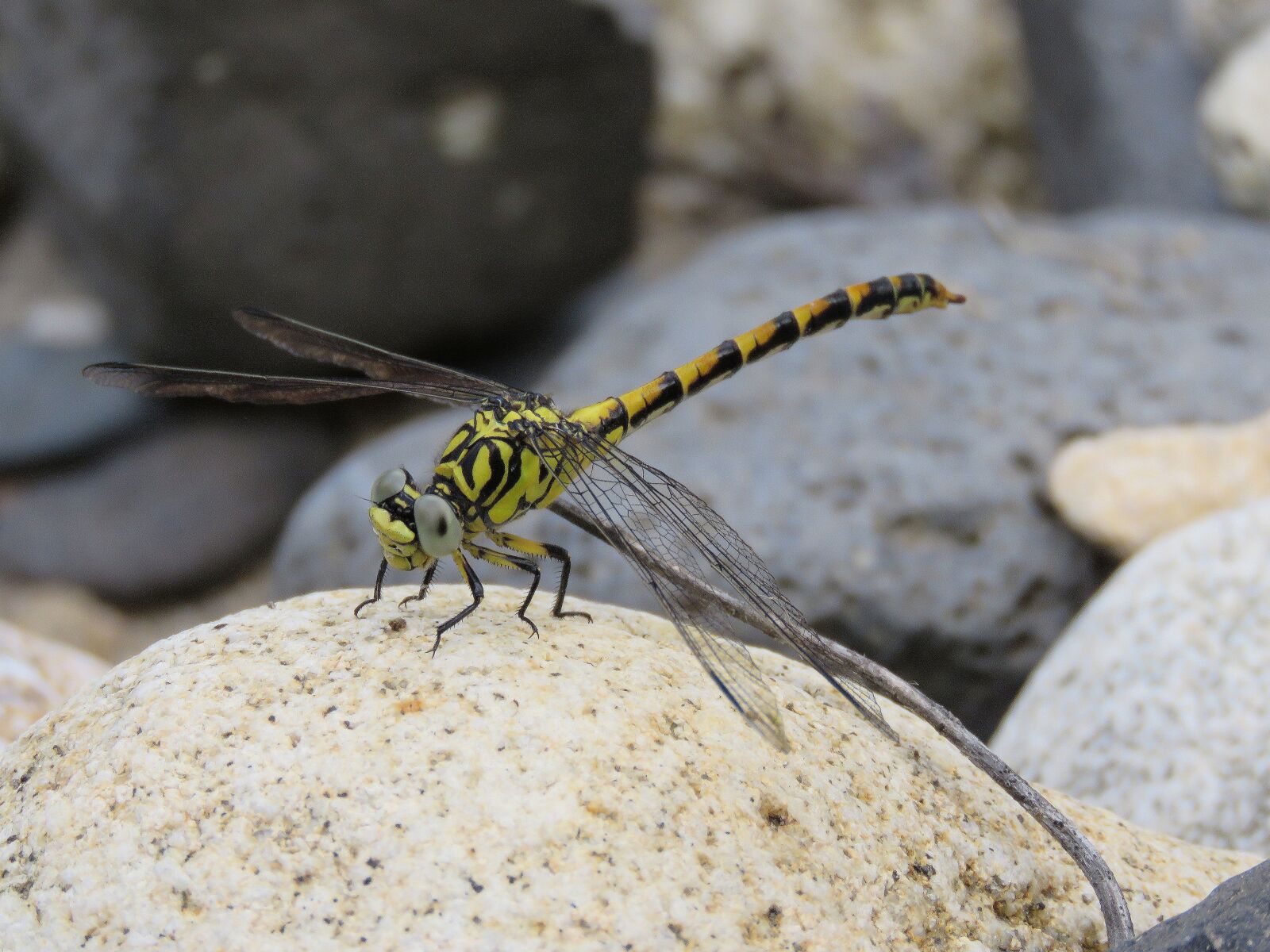 Canon PowerShot SX60 HS sample photo. Insect, nature, odonata photography