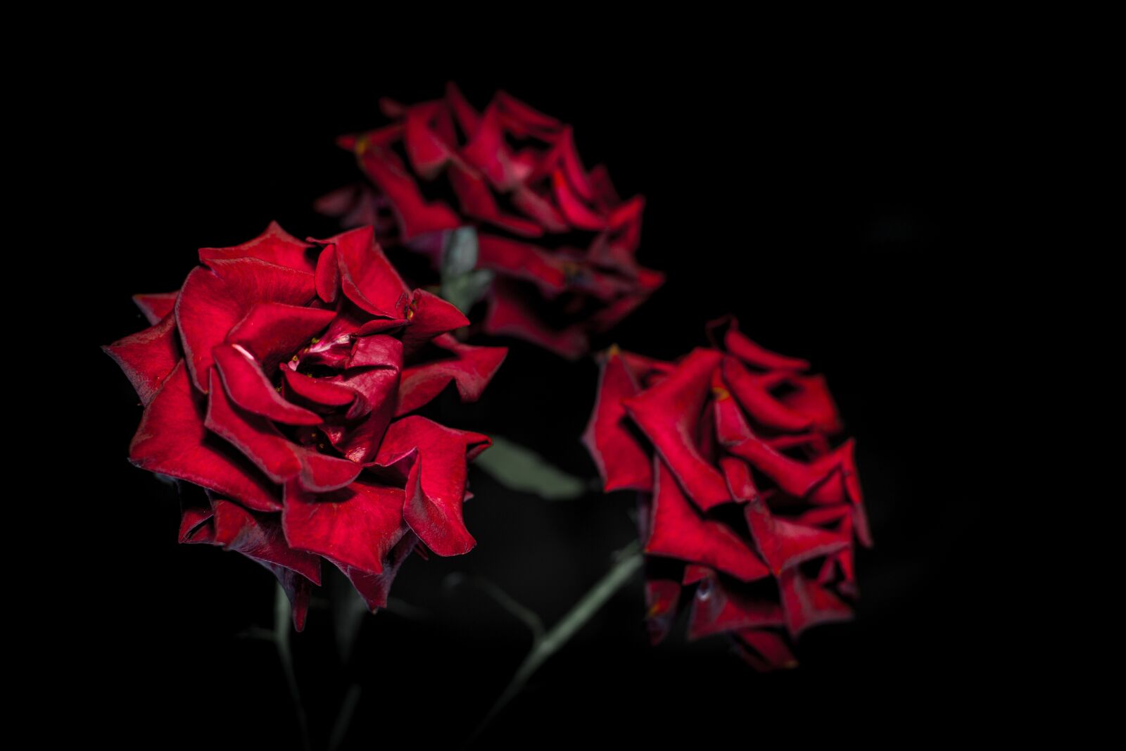 Canon EOS 6D + Canon EF 50mm F1.4 USM sample photo. Rose, roses, flowers photography