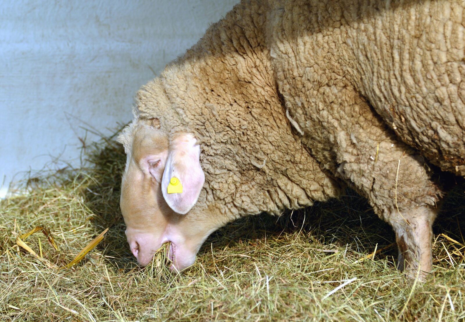Nikon D5200 sample photo. Sheep, hay, wool, animal photography