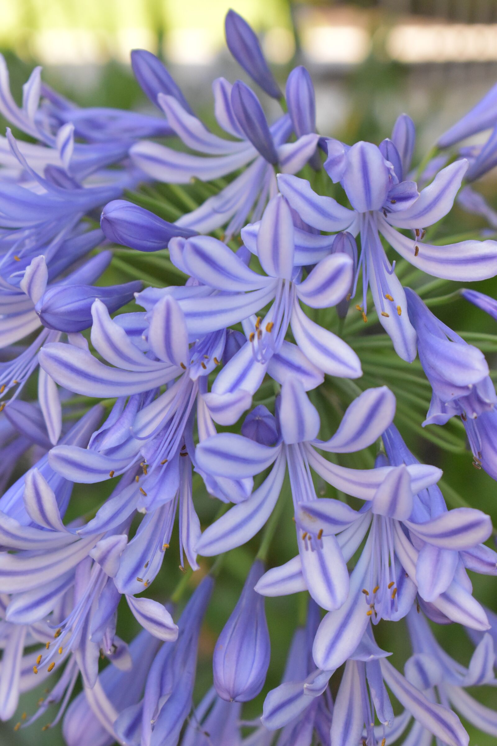 Nikon D5600 sample photo. Purple, flower, garden photography