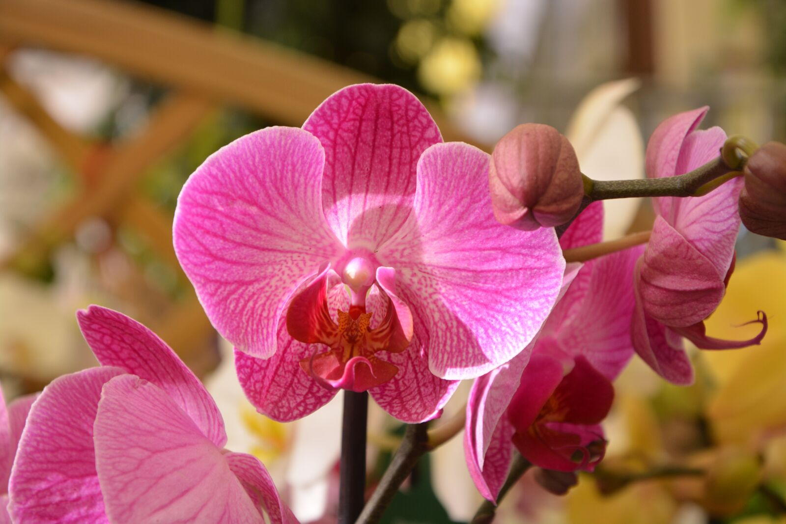 Nikon D5200 sample photo. Flowers, orchid, pretty photography