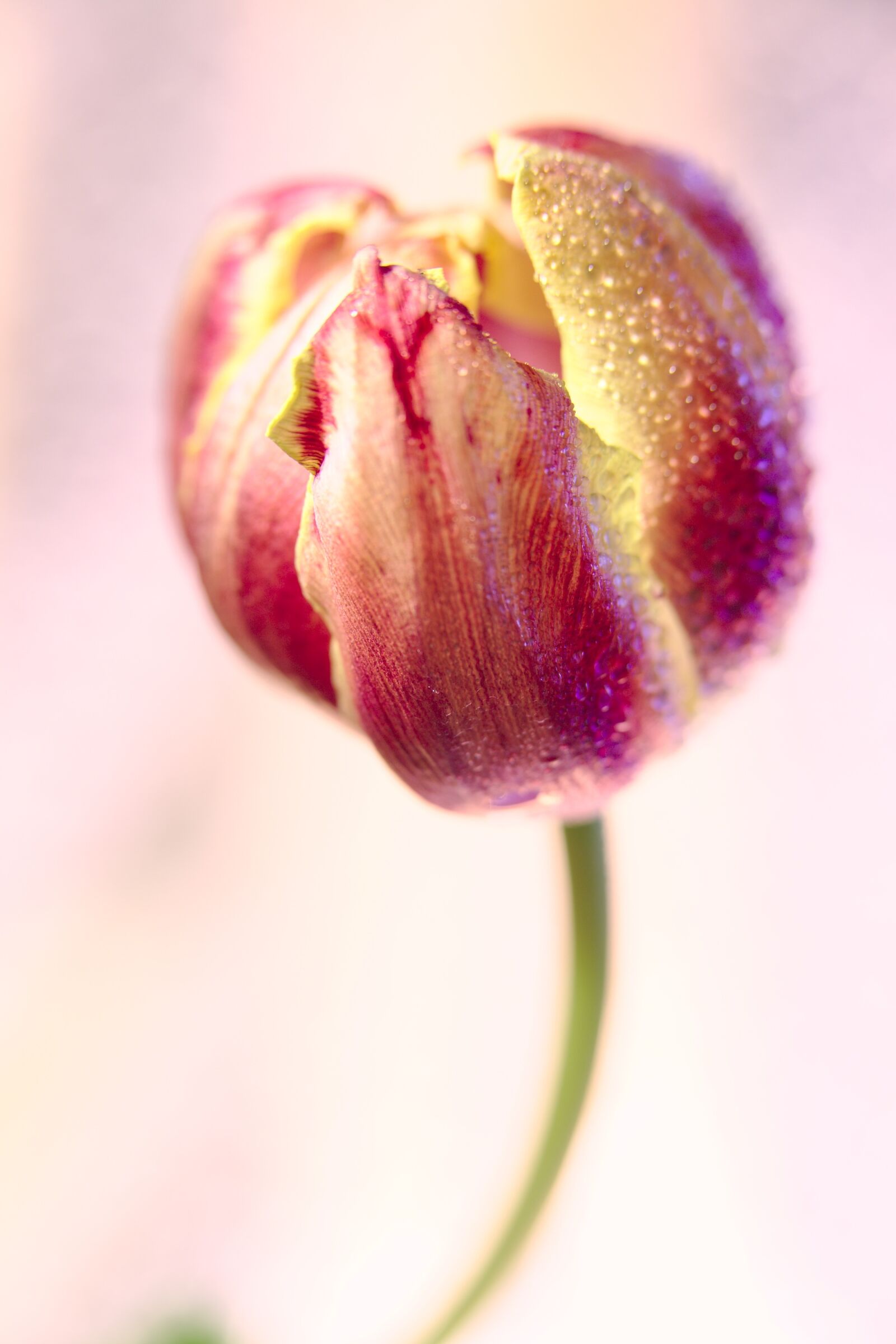 Canon EOS 6D Mark II sample photo. Tulip, drip, dew photography