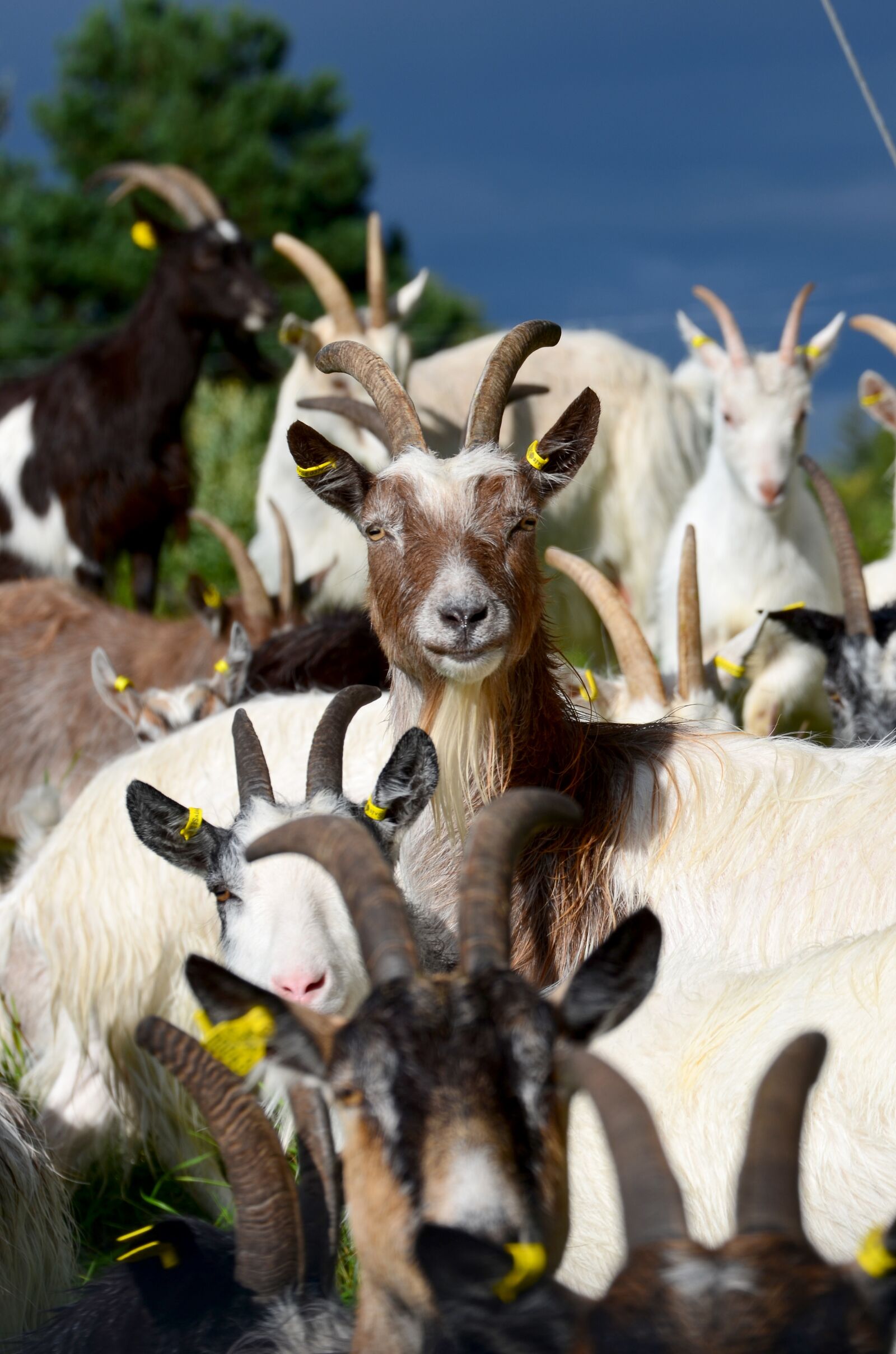 Nikon D5100 sample photo. The goats, animals, horn photography