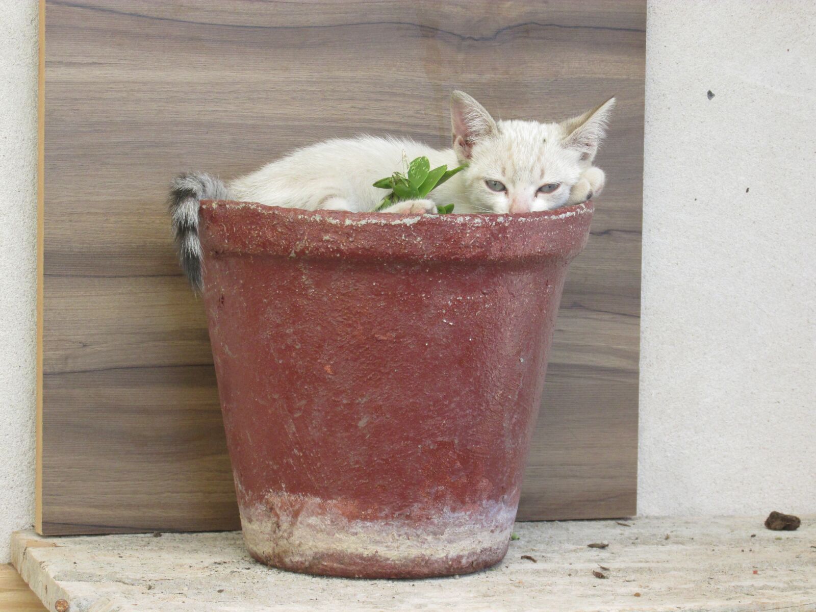 Canon PowerShot SX160 IS sample photo. Kitten, animal, funny photography