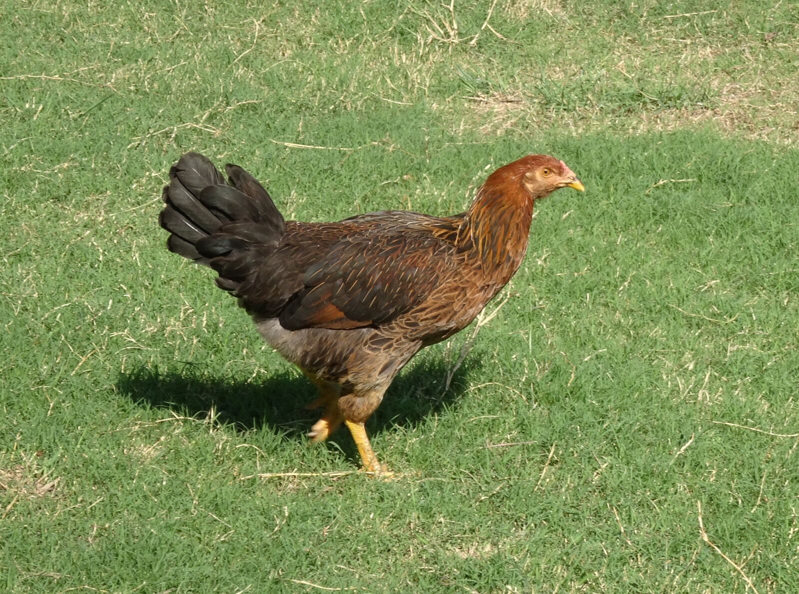 Sony Cyber-shot DSC-HX90V sample photo. Chicken, hen, bird photography