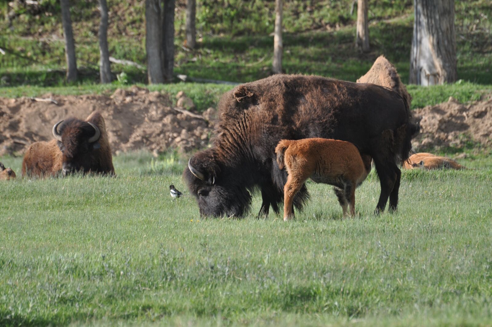 Nikon D5000 sample photo. Mammal, grass, animal photography