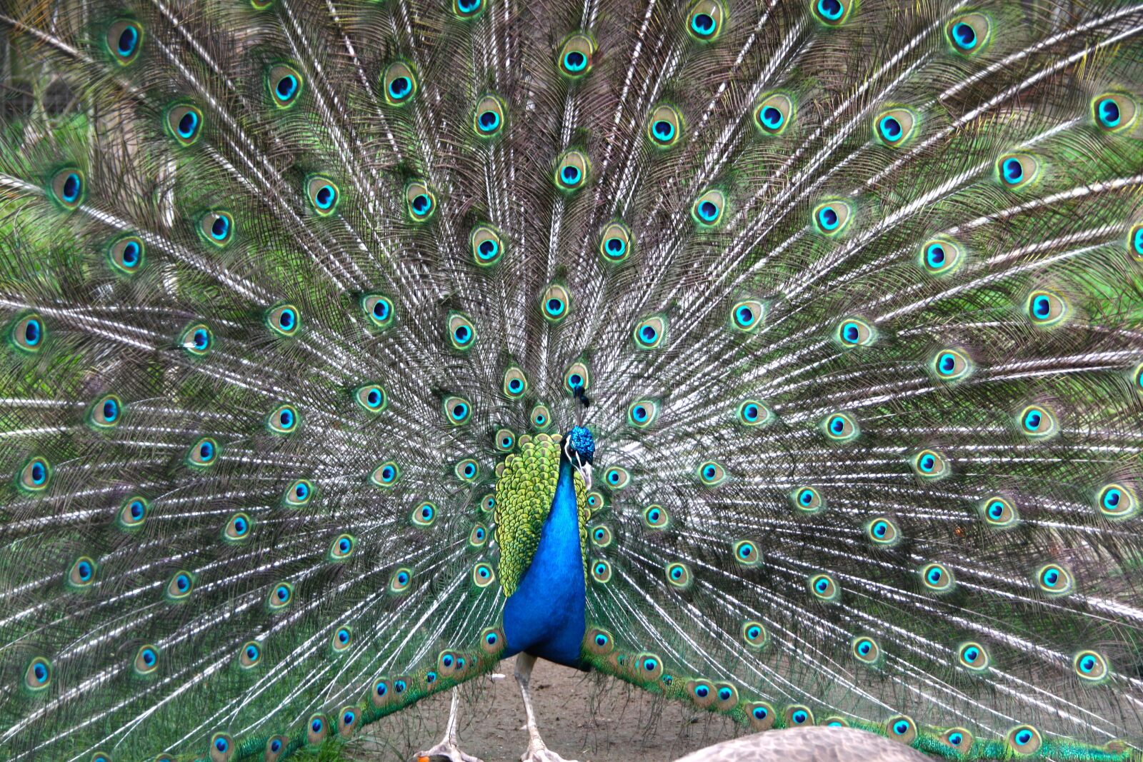 Canon EOS 450D (EOS Rebel XSi / EOS Kiss X2) sample photo. Peacock, wheel, colorful photography